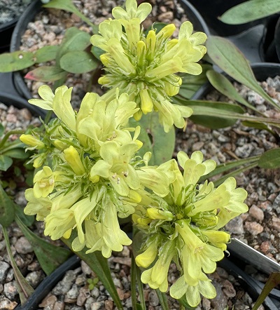 Penstemon confertus